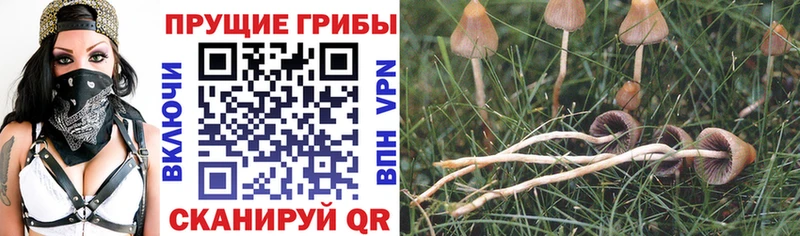 Галлюциногенные грибы мицелий  Минеральные Воды 